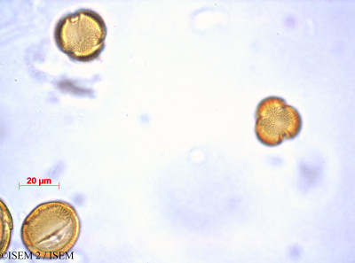 ISEM 2/Chironia_peglerae_36500/Chironia_peglerae_36500_0001(copy)_thumb.jpg